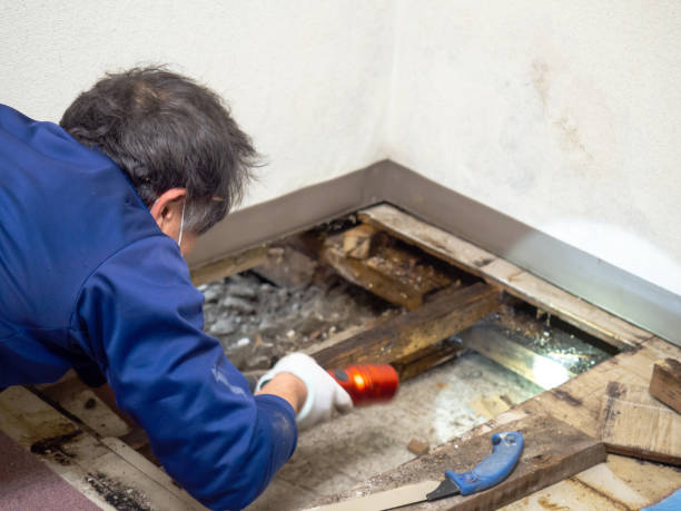 Best Mold Testing  in Flower Hill, MD