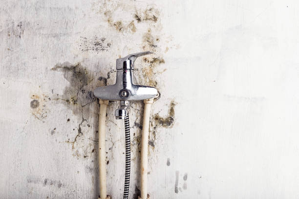 Best Mold Damage Repair  in Flower Hill, MD