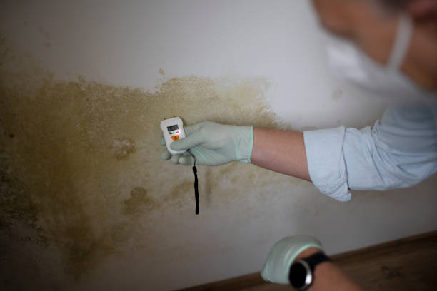Best Fast Mold Removal  in Flower Hill, MD