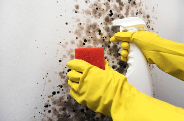 Mold Removal and Inspection in Flower Hill, MD