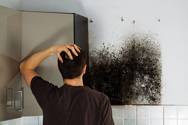Mold Removal Process in Flower Hill, MD
